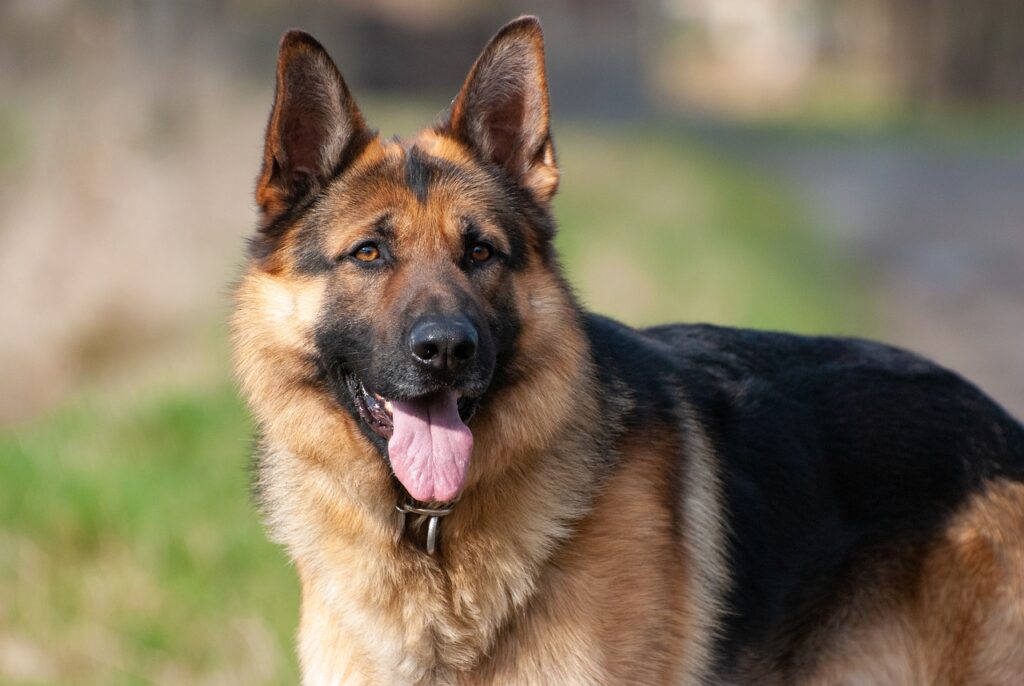 German Shepherds are often used during Crime Scene Investigations