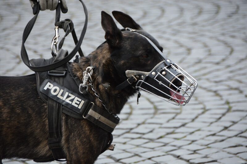 Canine used in Crime Scene Investigations