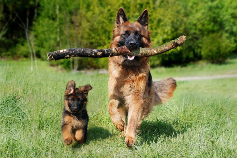 Animal Forensics for Dogs.